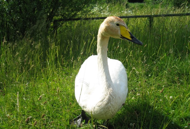 Geneva swan interruptus (©JE)