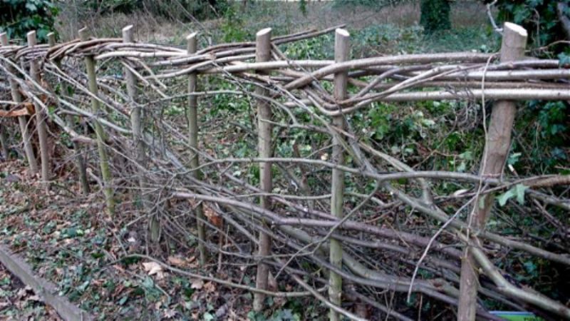 Hawthorn hedging 1