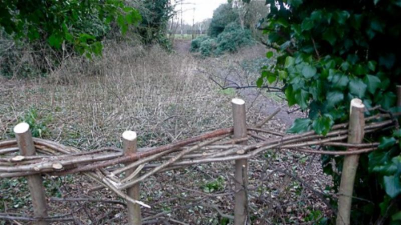 Hawthorn hedging 2