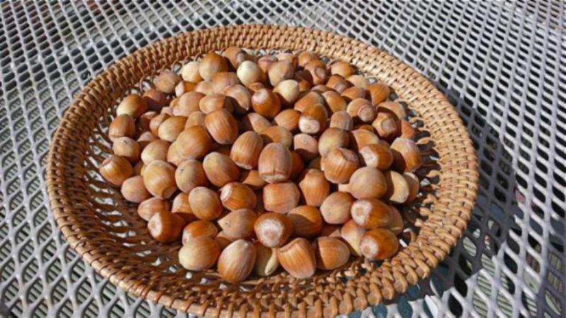 Hazelnuts from Jane's garden