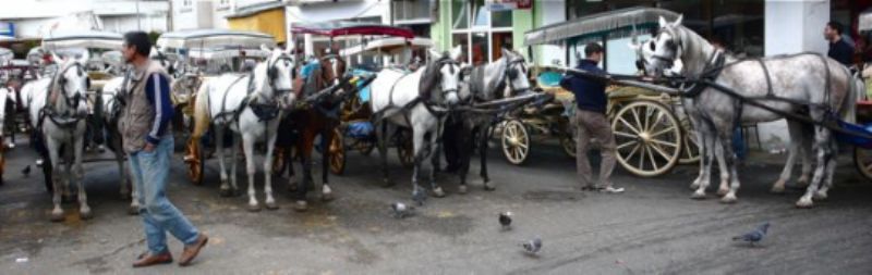 Horses and carriages