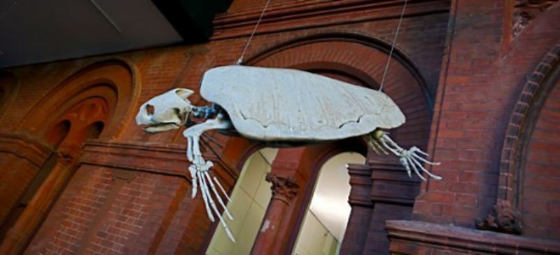 Turtle skeleton in Museum of Southern Australia