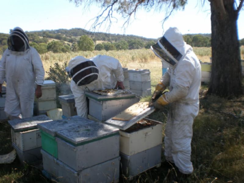 Still from The Vanishing of the Bees, showing beekeepers in Australia