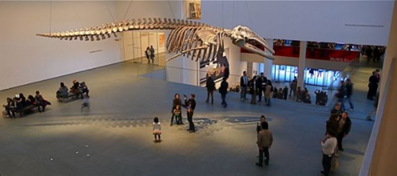 Whale skeleton in MOMA