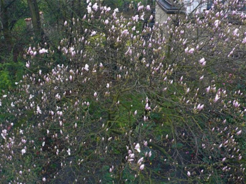 Our Magnolia stellata