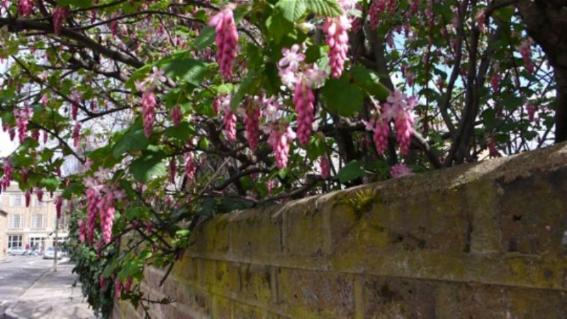 Flowering currant - scent of Spring