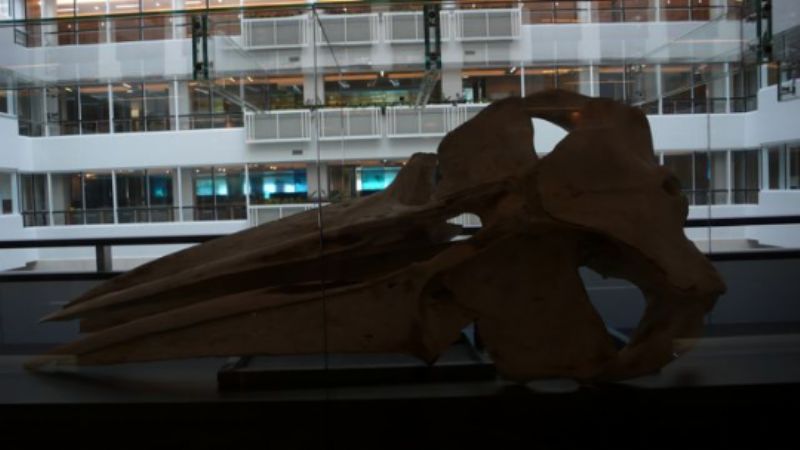 Whale skull at Environment Agency