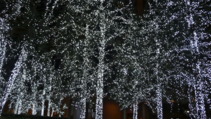 Illuminated trees outside our hotel