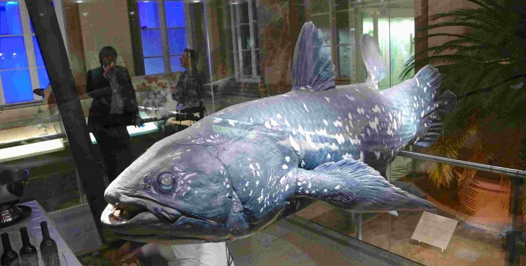 JE PE and coelacanth 2