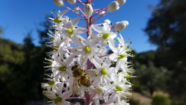 Bee on asphodel