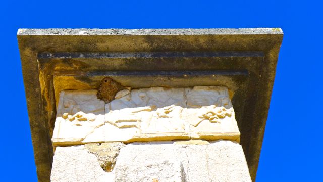 Nest under top of a Xanthos tomb