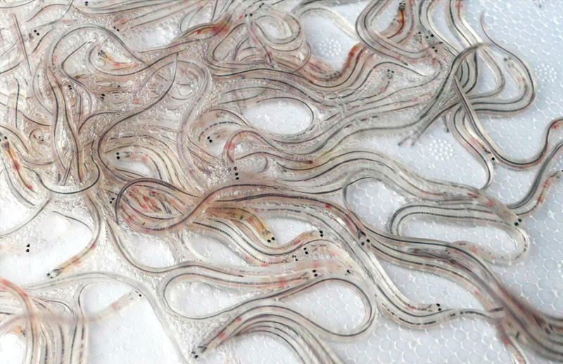 Glass eels - an earlier stage of the 27,000 eels that we will be released next year