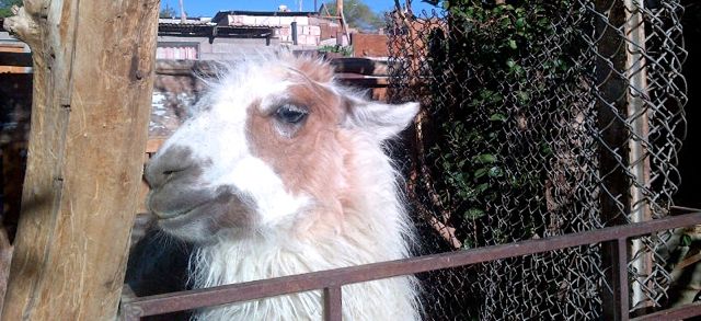 Uncomfortable - llama in a pen for tourists