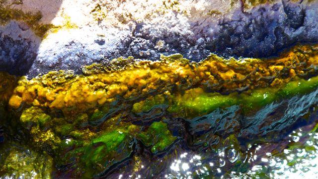 Colorful algae at the water's edge