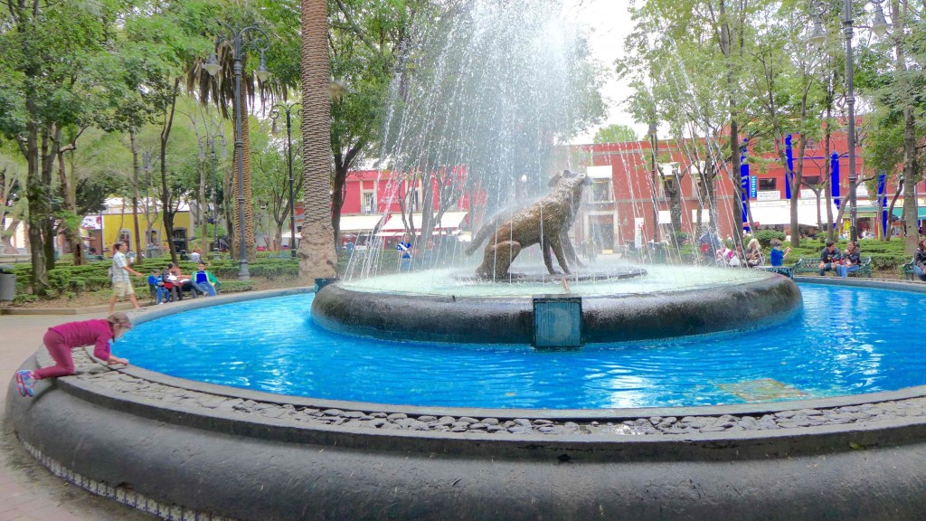 Coyotes in fountain