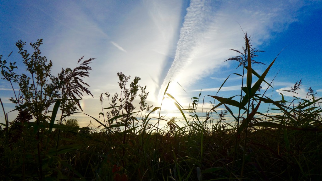 Skyscape, with reeds