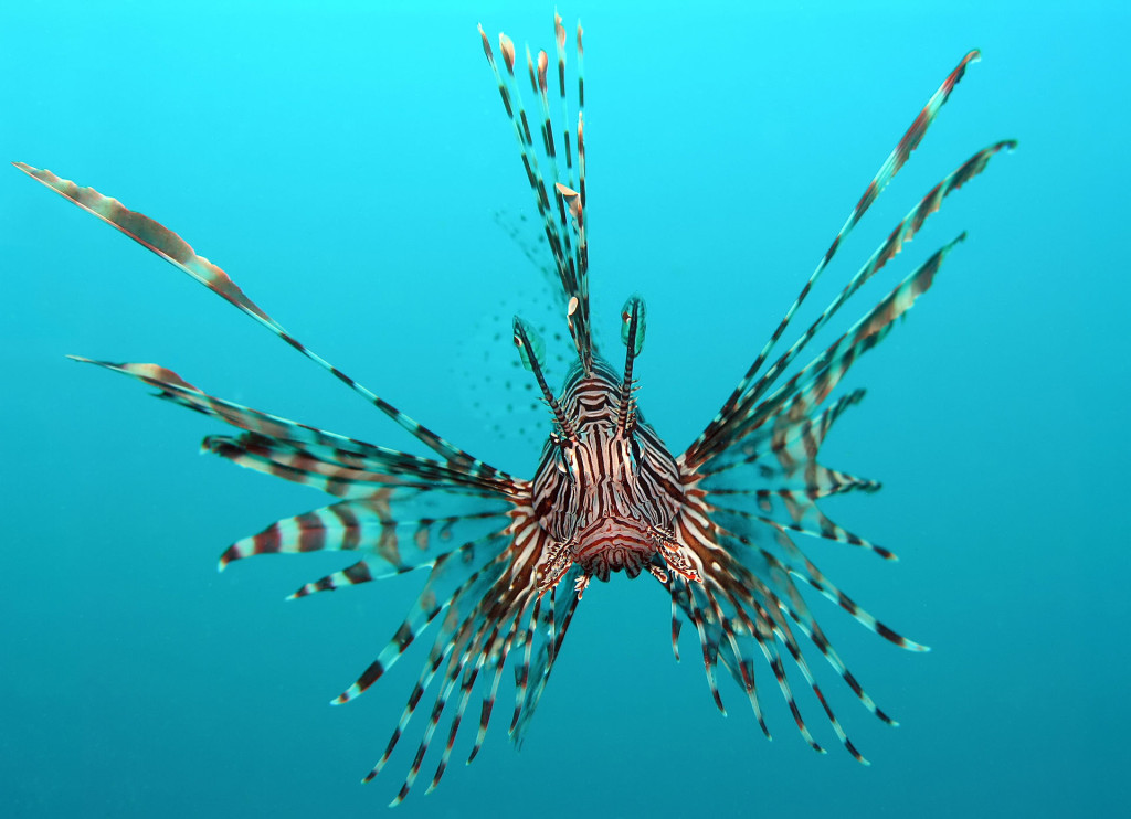 Lionfish/Pterois volitans (image credit: Jens Petersen, 2006, via Wikipedia)