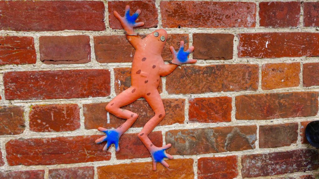 Frog climbs wall