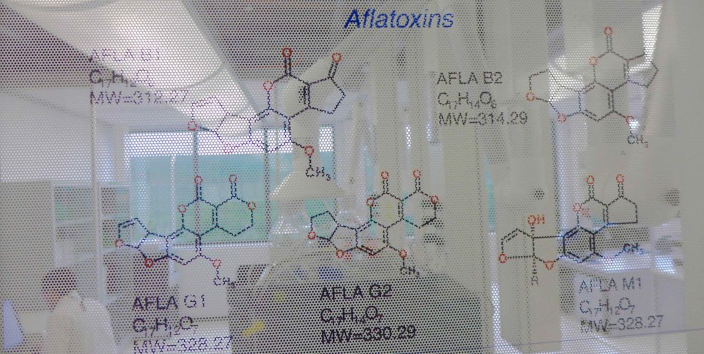 Diagram in the lab, showing structure of aflatoxins