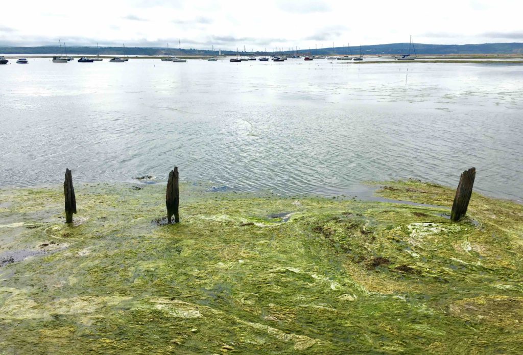 Antony Gormley-like posts  in algal soup