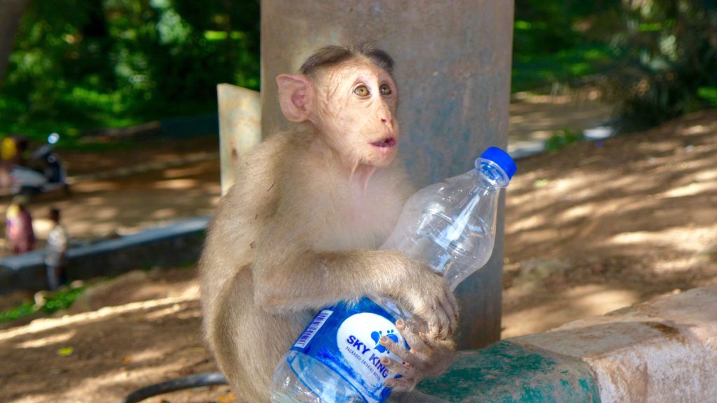 Monkey trying to break into plastic water bottle