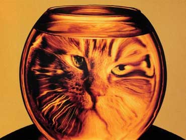 cat in a goldfish bowl image.