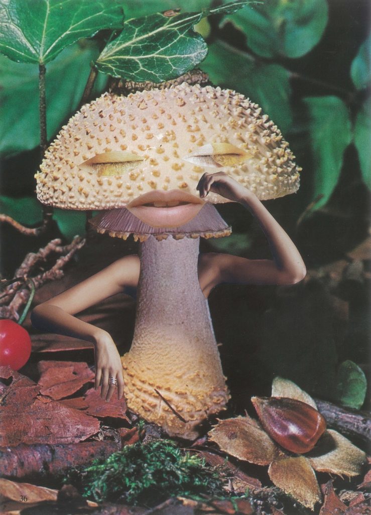This image has an empty alt attribute; its file name is mindful-mushroom-Seana-Gavin_0-1-739x1024.jpg